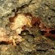 TermitesRus's photo