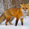 THIS FOX IS SOOOO CUTE!!! Rileyforever37 photo