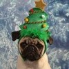 Pug Puppy Christmas Tree DaPuglet photo