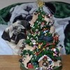 Curious Pug Puppy Christmas Tree DaPuglet photo