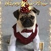 Pug Happy New Year DaPuglet photo