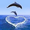 dolphins CABE4ever photo