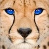blue eyed cheetah greyswan618 photo
