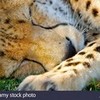 sleeping cheetah greyswan618 photo