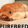 purebred is awesome anniehayleycale photo