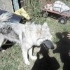My little wolf mutt <3  Wgeraredtv photo