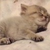 cute,adorable munchkin kitten greyswan618 photo