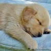 sleeping golden retriever puppy greyswan618 photo