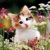 cute kitten in flower garden greyswan618 photo