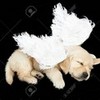 angel puppy greyswan618 photo