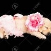 beautiful ballerina puppy greyswan618 photo