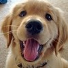cute golden retriever puppy greyswan618 photo
