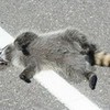run over raccoon on the road bernard94 photo