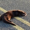 body of otter run over by semi bernard94 photo
