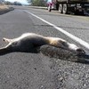dead fox ran over near logging area by trucks :) bernard94 photo