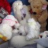 assorted stuffed animals and my old Dungeons & Dragons board game in the dumpster with dog feces bernard94 photo