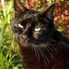 El gato negro (Black cat) el-gato photo