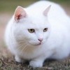 El gato blanco (White cat) el-gato photo