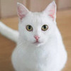 El gato blanco (White cat) el-gato photo