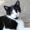 El gato blanco y negro (Black and white cat) el-gato photo