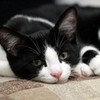 El gato blanco y negro (Black and white cat) el-gato photo