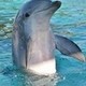 Dolphin0's photo