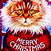 merry meowmas  🎄✨ *my edit* makintosh photo