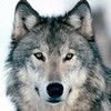 Grey Wolf mia444 photo